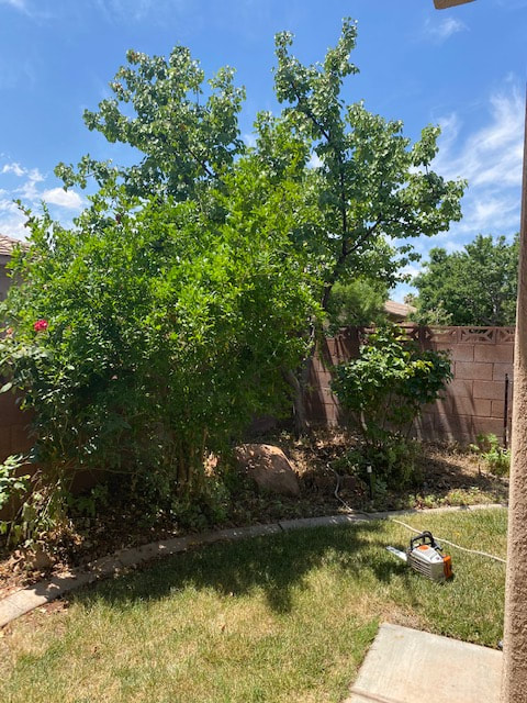 trees and shrubs before getting removed