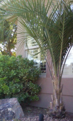 front view of home with palm before removal