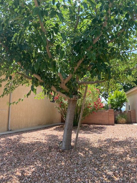 tree after getting pruned in backyard